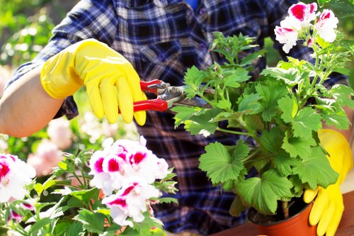 Professional hedge trimming service in Blackheath garden