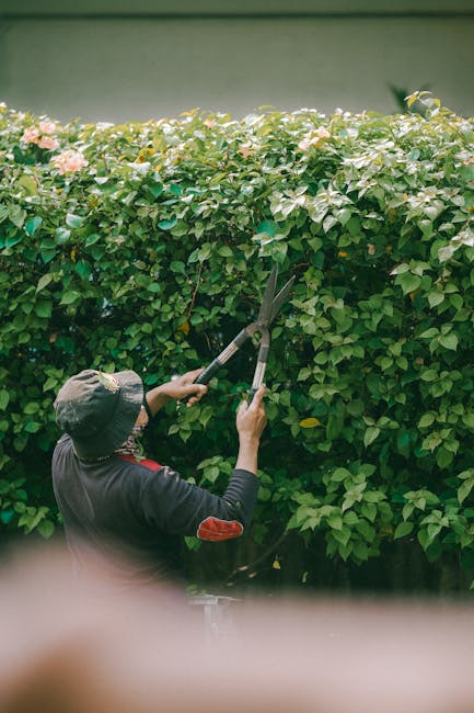 A gardener wearing a wide-brimmed hat and dark clothing is trimming a dense, well-maintained hedge with long-handled pruning shears in a lush garden. The hedge consists of vibrant green leaves and del