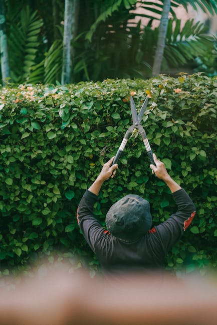 A gardener wearing a wide-brimmed hat and dark clothing is trimming a dense, well-maintained hedge with long-handled pruning shears in a lush garden. The hedge consists of vibrant green leaves and del