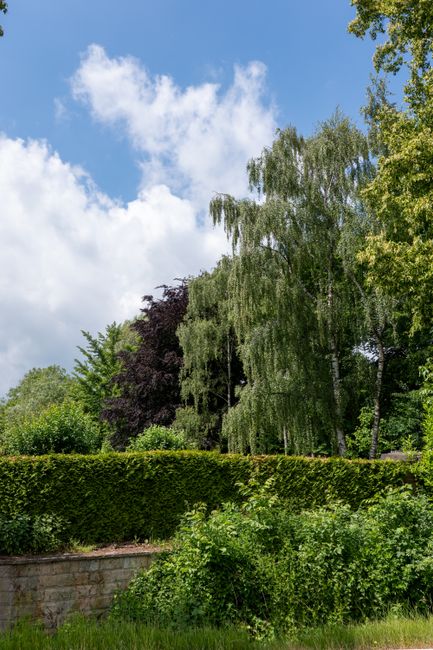A lush garden scene featuring a variety of trees and shrubs under a partly cloudy sky. Prominent in the image is a tall, weeping willow with long, drooping branches and small, green leaves, contrastin